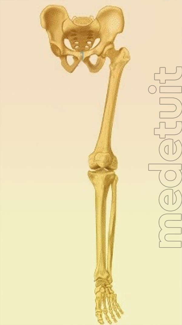 Osteology of Lower Limb